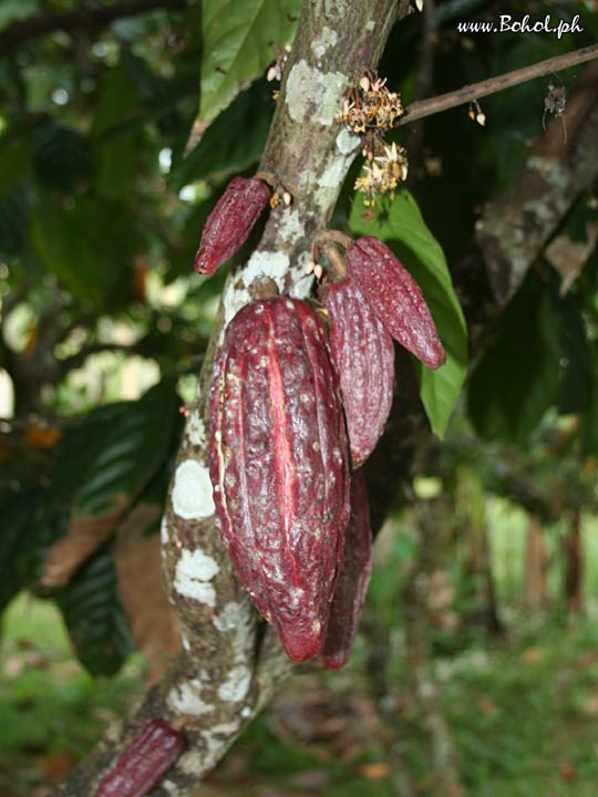 Cacao