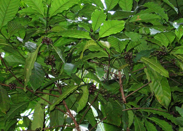 Coffee Plant