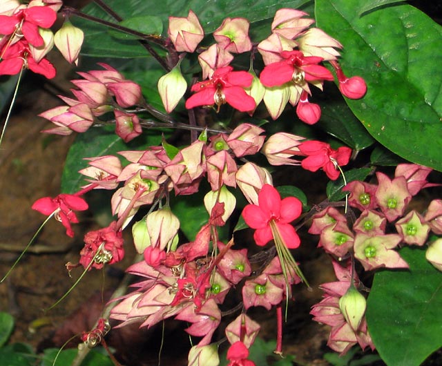 Red Bleeding Heart