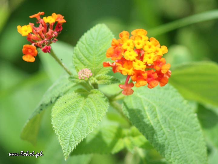 Baho baho Flower