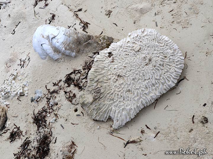 Corals and Shells