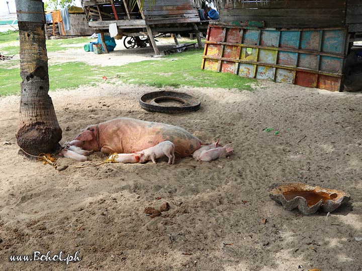 Sow with piglets