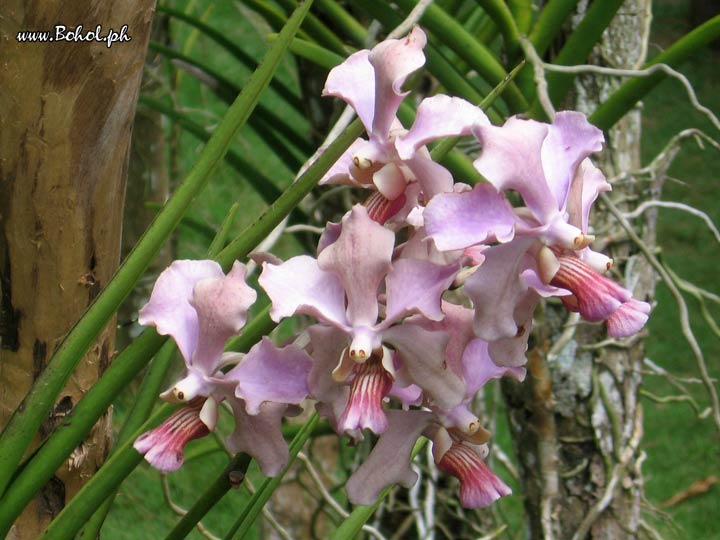 Orchids