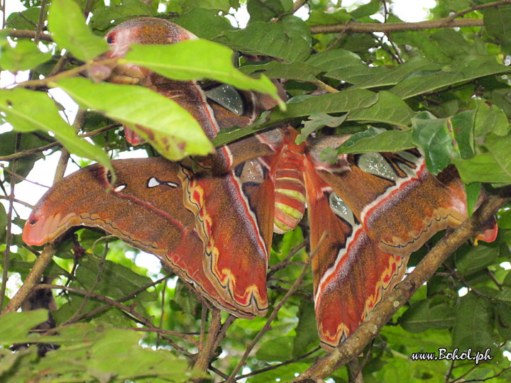 Butterflies