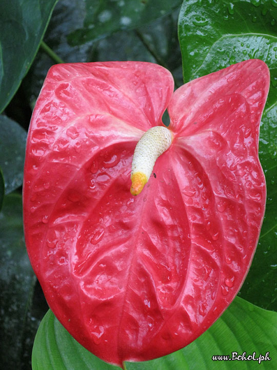 Anthurium