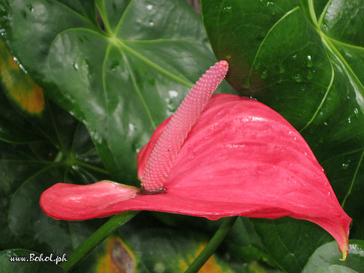 Anthurium