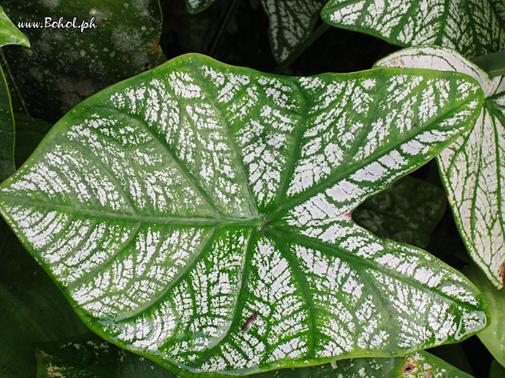 Caladium