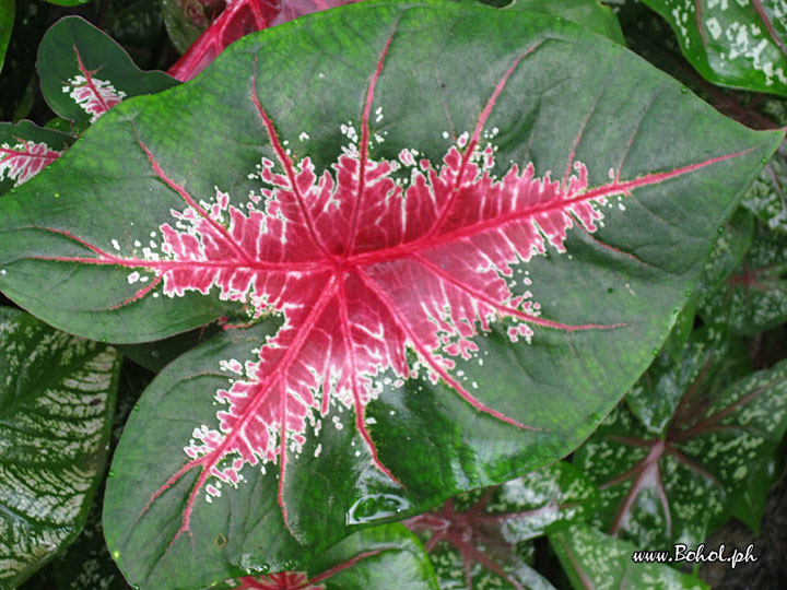 Caladium