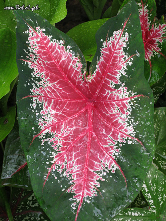 Caladium