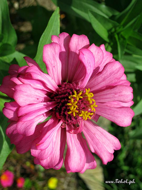 Zinnia Elegans