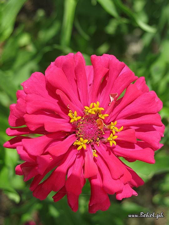 Zinnia Elegans