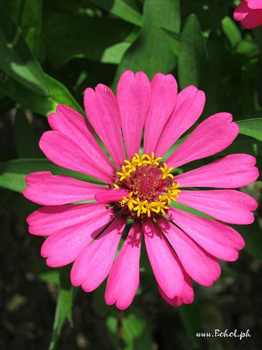 Zinnia Elegans