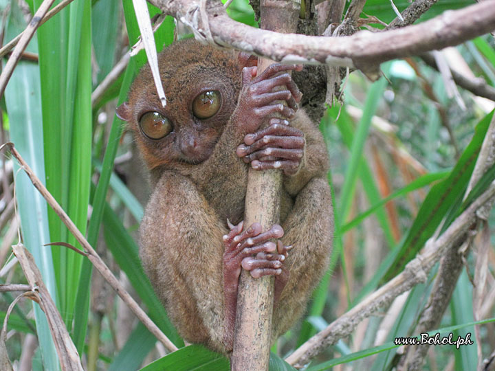 Philippine Tarsier