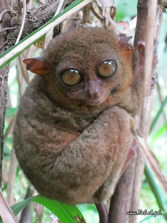 Philippine Tarsier