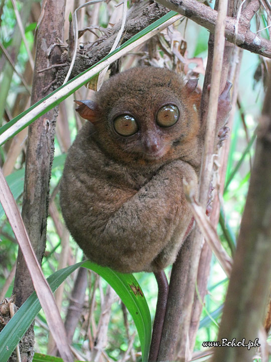 Philippine Tarsier