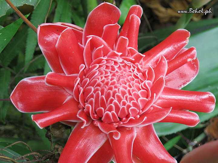 Red Ginger Lily