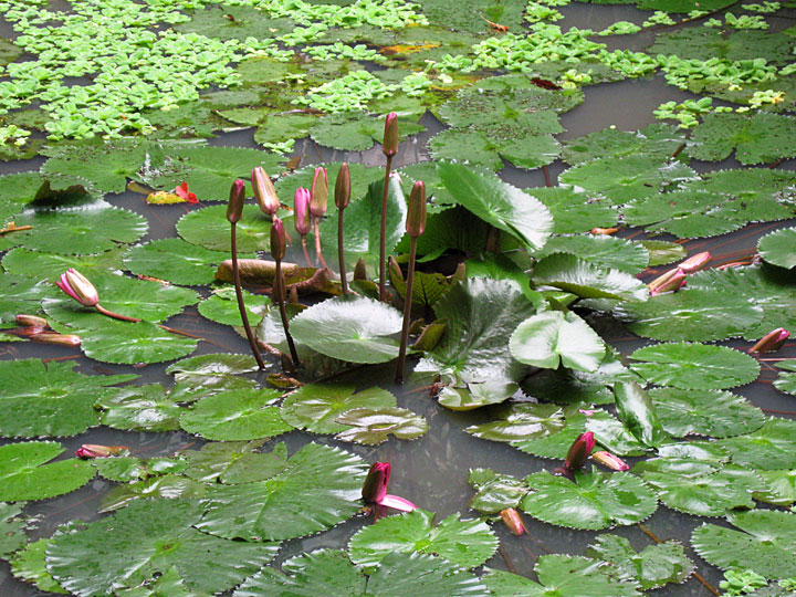 Water Lilies