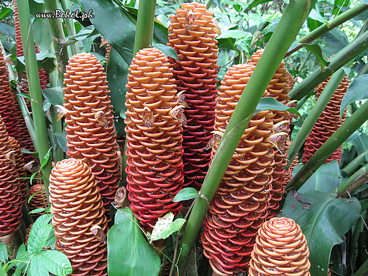 Beehive Ginger