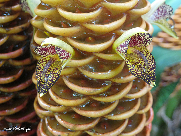 Beehive Ginger Flowers