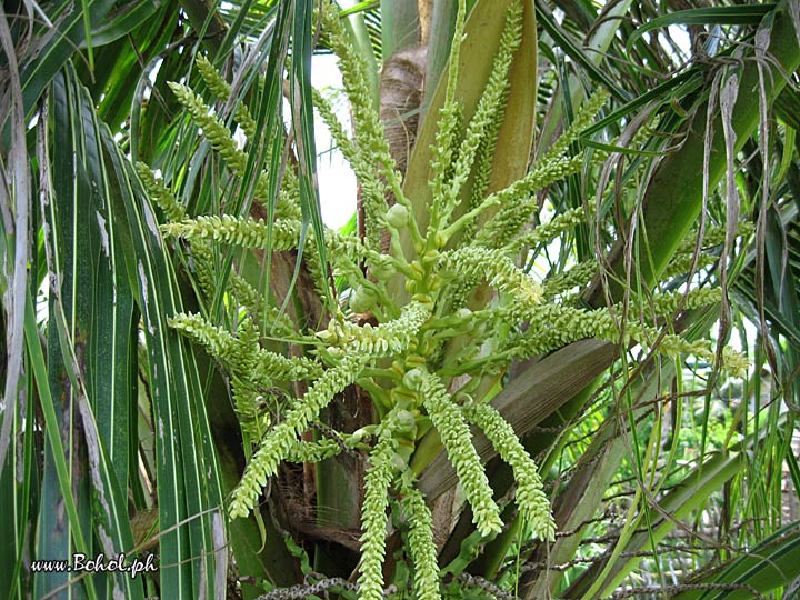 Coconut Tree