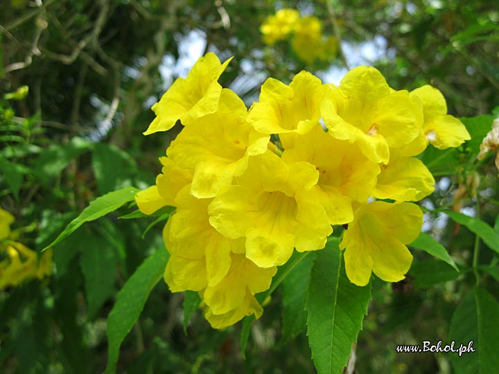 Golden Trumpet Vine