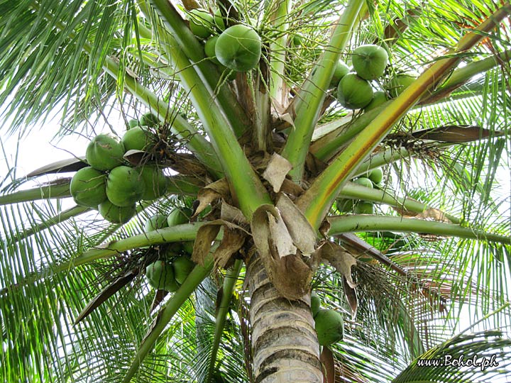 Coconut Tree