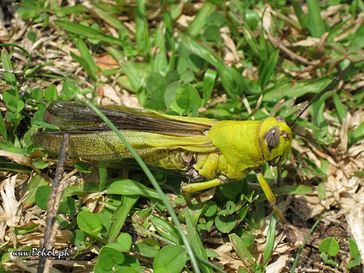 Grasshopper