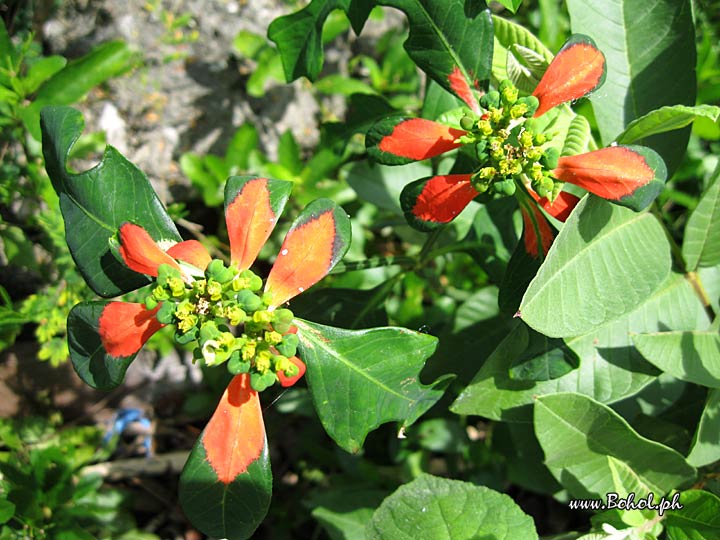 Flowers