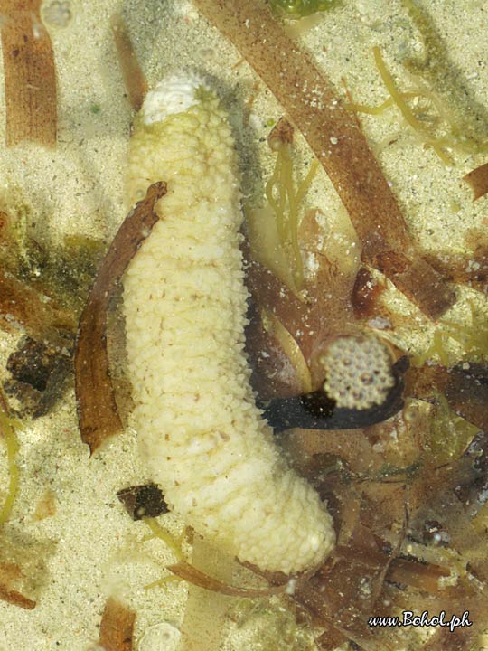 Sea Cucumber