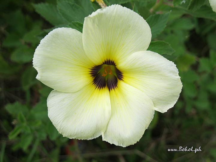 Yellow Flower