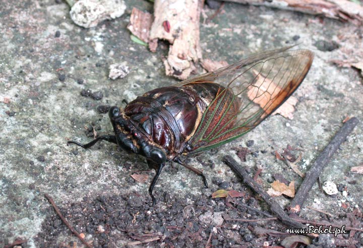 Cicada