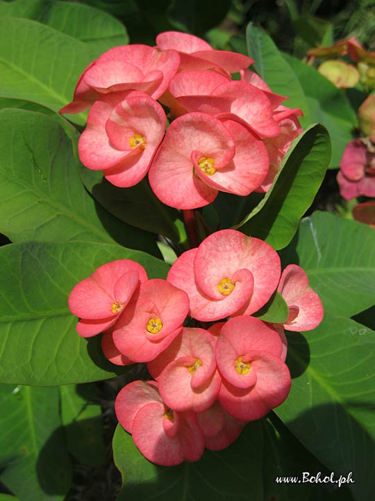 Euphorbia Milii 