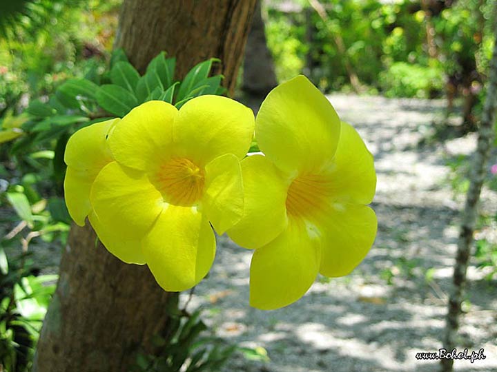 Golden Trumpet Vine