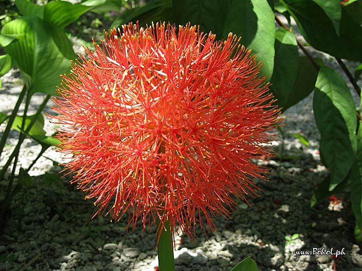 Scadoxus Multiflorus