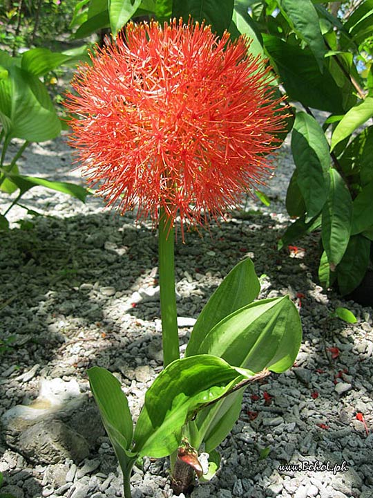 Scadoxus Multiflorus