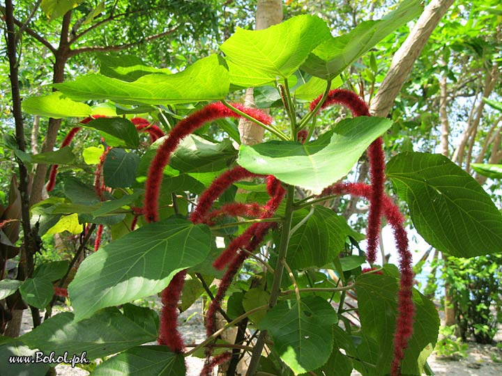 Chenille Plant