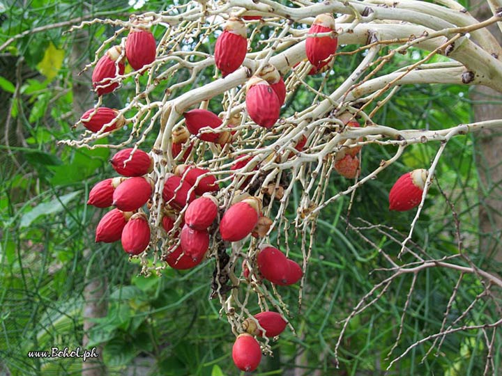 Manila Palm