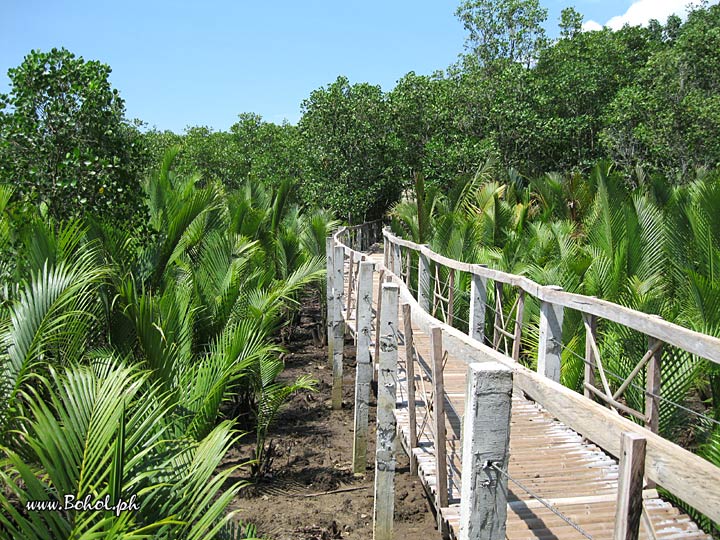 Loon Macaques Habitat