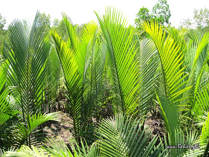 Loon Macaques Habitat