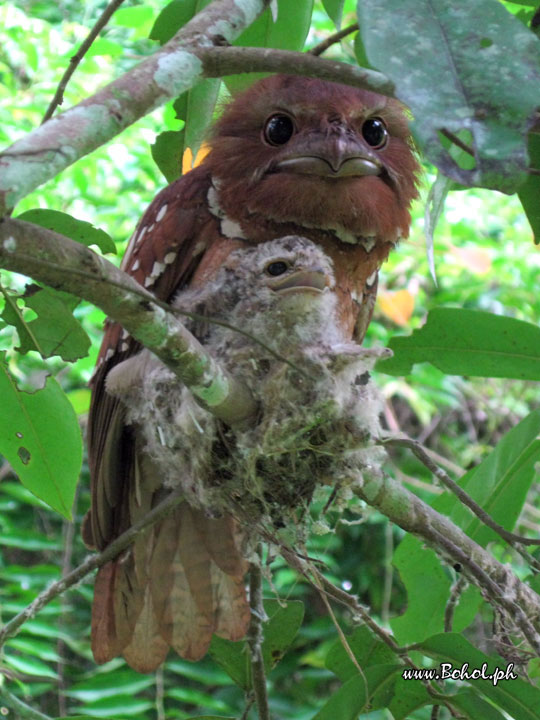 Philippine Frogmouth