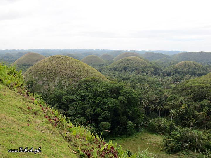 Chocolate Hills