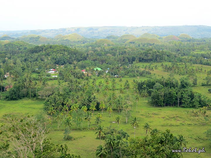 Chocolate Hills