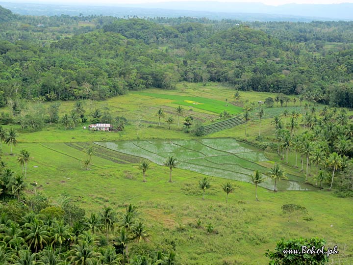 Chocolate Hills