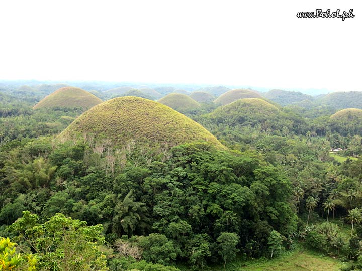 Chocolate Hills