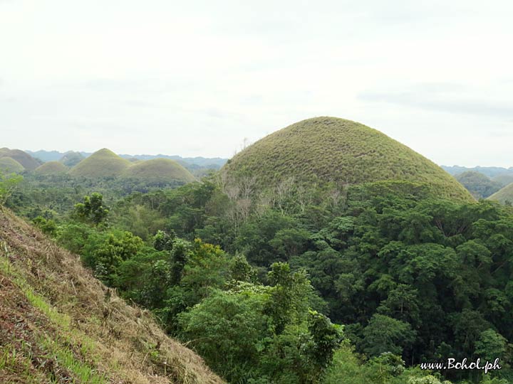 Chocolate Hills