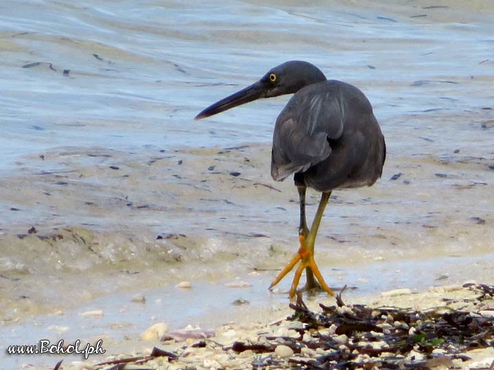 Blue Reef Heron