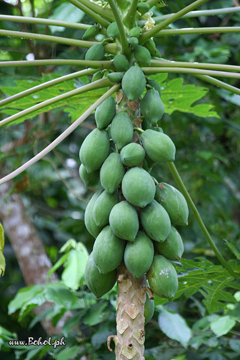 Papaya