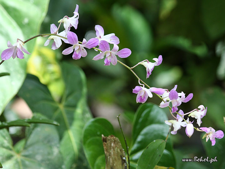 Orchids