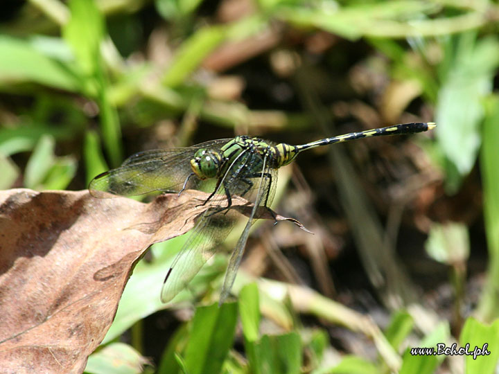 Dragonfly