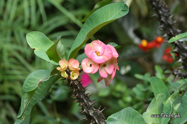 Euphorbia Milii